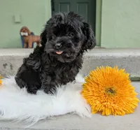 Rex , a male Yorkipoo for sale in Ocala, FL – 7 of 7