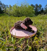 Brandy, a female Poodle - Toy  for sale in Ocala, FL – Photo 9 of 10