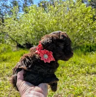 Brandy, a female Poodle - Toy  for sale in Ocala, FL – Photo 4 of 10