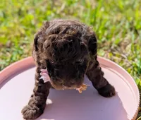 Brandy, a female Poodle - Toy  for sale in Ocala, FL – Photo 7 of 10