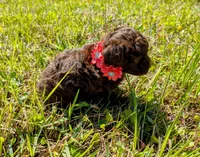 Brandy, a female Poodle - Toy  for sale in Ocala, FL – Photo 5 of 10