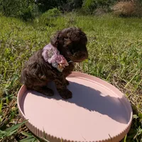 Brandy, a female Poodle - Toy  for sale in Ocala, FL – Photo 8 of 10