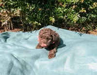 Brandy, a female Poodle - Toy  for sale in Ocala, FL – Photo 2 of 10