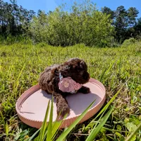 Brandy, a female Poodle - Toy  for sale in Ocala, FL – Photo 10 of 10