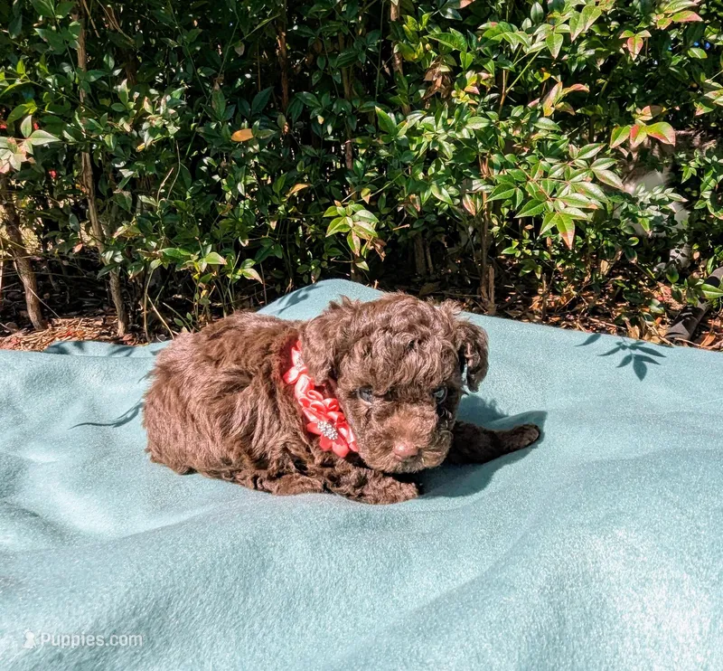 Brandy, a female Poodle - Toy  for sale in Ocala, FL – Photo 1 of 10