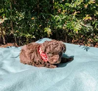 Brandy, a female Poodle - Toy  for sale in Ocala, FL – Photo 1 of 10