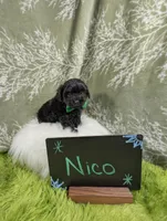 Nico, a male Yorkipoo for sale in Ocala, FL – 5 of 9