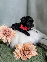 Dolly, a female Yorkipoo and Yorkshire Terrier for sale in Ocala, FL – Photo 3 of 9