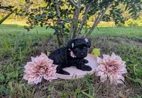 Dolly, a female Yorkipoo and Yorkshire Terrier for sale in Ocala, FL – Photo 7 of 9