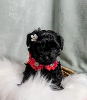 Dolly, a female Yorkipoo and Yorkshire Terrier for sale in Ocala, FL – Photo 9 of 9