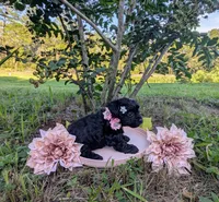 Dolly, a female Yorkipoo and Yorkshire Terrier for sale in Ocala, FL – Photo 6 of 9