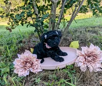 Dolly, a female Yorkipoo and Yorkshire Terrier for sale in Ocala, FL – Photo 2 of 9