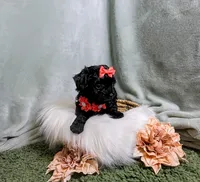 Dolly, a female Yorkipoo and Yorkshire Terrier for sale in Ocala, FL – Photo 4 of 9