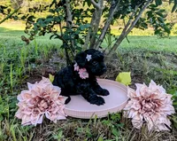 Dolly, a female Yorkipoo and Yorkshire Terrier for sale in Ocala, FL – Photo 5 of 9