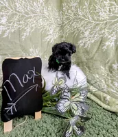 Maxwell, a male Yorkipoo and Yorkshire Terrier for sale in Ocala, FL – Photo 5 of 8