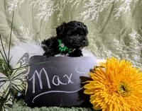 Maxwell, a male Yorkipoo and Yorkshire Terrier for sale in Ocala, FL – Photo 4 of 8