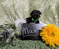 Maxwell, a male Yorkipoo and Yorkshire Terrier for sale in Ocala, FL – Photo 6 of 8