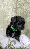 Maxwell, a male Yorkipoo and Yorkshire Terrier for sale in Ocala, FL – Photo 2 of 8