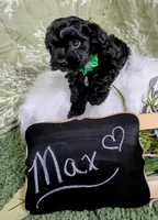 Maxwell, a male Yorkipoo and Yorkshire Terrier for sale in Ocala, FL – Photo 3 of 8