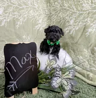 Maxwell, a male Yorkipoo and Yorkshire Terrier for sale in Ocala, FL – Photo 8 of 8