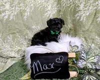 Maxwell, a male Yorkipoo and Yorkshire Terrier for sale in Ocala, FL – Photo 7 of 8