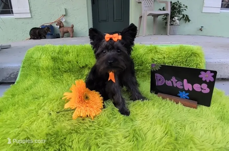 Dutches – Yorkipoo puppy for sale in Ocala, FL