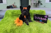 Dutches, a female Yorkipoo for sale in Ocklawaha, FL – 1 of 8