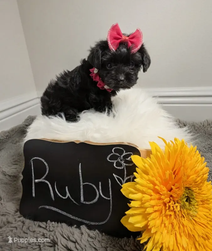 Ruby – Yorkipoo puppy for sale in Ocala, FL