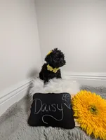 Daisy , a female Yorkipoo for sale in Ocala, FL – 8 of 9