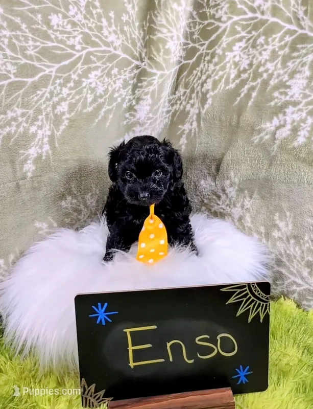 Enzo  – Yorkipoo puppy for sale in Ocala, FL