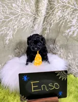 Enzo , a male Yorkipoo for sale in Ocala, FL – 1 of 9
