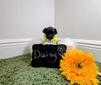 Daisy , a female Yorkipoo for sale in Ocala, FL – 2 of 6