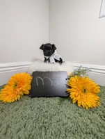 Max, a male Yorkipoo for sale in Ocala, FL – 2 of 6