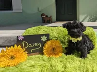 Daisy , a female Yorkipoo for sale in Ocala, FL – 3 of 9
