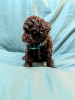 Whiskey, a male Poodle - Toy  for sale in Ocala, FL – Photo 3 of 10