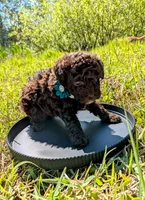 Whiskey, a male Poodle - Toy  for sale in Ocala, FL – Photo 7 of 10