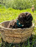 Whiskey, a male Poodle - Toy  for sale in Ocala, FL – Photo 10 of 10