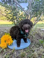 Whiskey, a male Poodle - Toy  for sale in Ocala, FL – Photo 2 of 10
