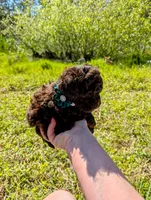 Whiskey, a male Poodle - Toy  for sale in Ocala, FL – Photo 6 of 10