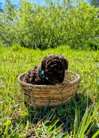 Whiskey, a male Poodle - Toy  for sale in Ocala, FL – Photo 5 of 10