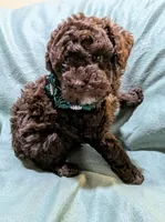Whiskey, a male Poodle - Toy  for sale in Ocala, FL – Photo 4 of 10