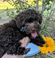 Whiskey, a male Poodle - Toy  for sale in Ocala, FL – Photo 1 of 10