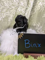 Binx, a male Yorkipoo for sale in Ocala, FL – 6 of 8