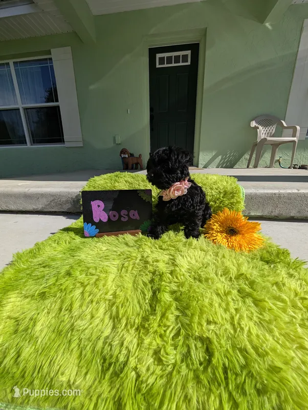 Rosa – Yorkipoo puppy for sale in Ocala, FL