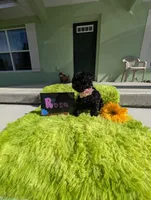 Rosa/OBO , a female Yorkipoo for sale in Ocala, FL – 3 of 10