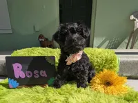 Rosa/OBO , a female Yorkipoo for sale in Ocala, FL – 5 of 10
