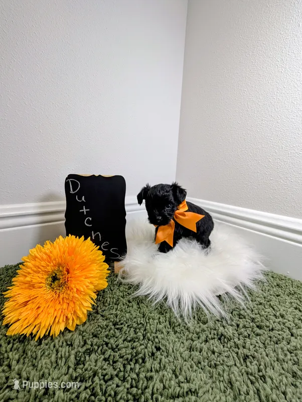Dutches – Yorkipoo puppy on hold in Ocala, FL