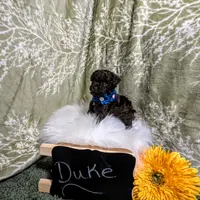 Duke Black Friday sale, a male Poodle - Toy  for sale in Ocala, FL – Photo 5 of 6