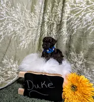 Duke Black Friday sale, a male Poodle - Toy  for sale in Ocala, FL – Photo 5 of 6