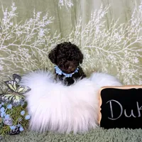 Duke Black Friday sale, a male Poodle - Toy  for sale in Ocala, FL – Photo 3 of 6